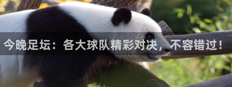 今晚足坛：各大球队精彩对决，不容错过！