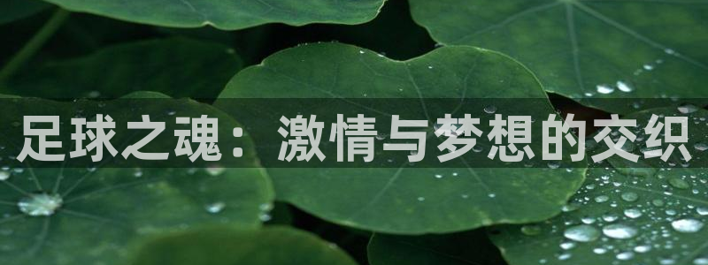 足球之魂：激情与梦想的交织